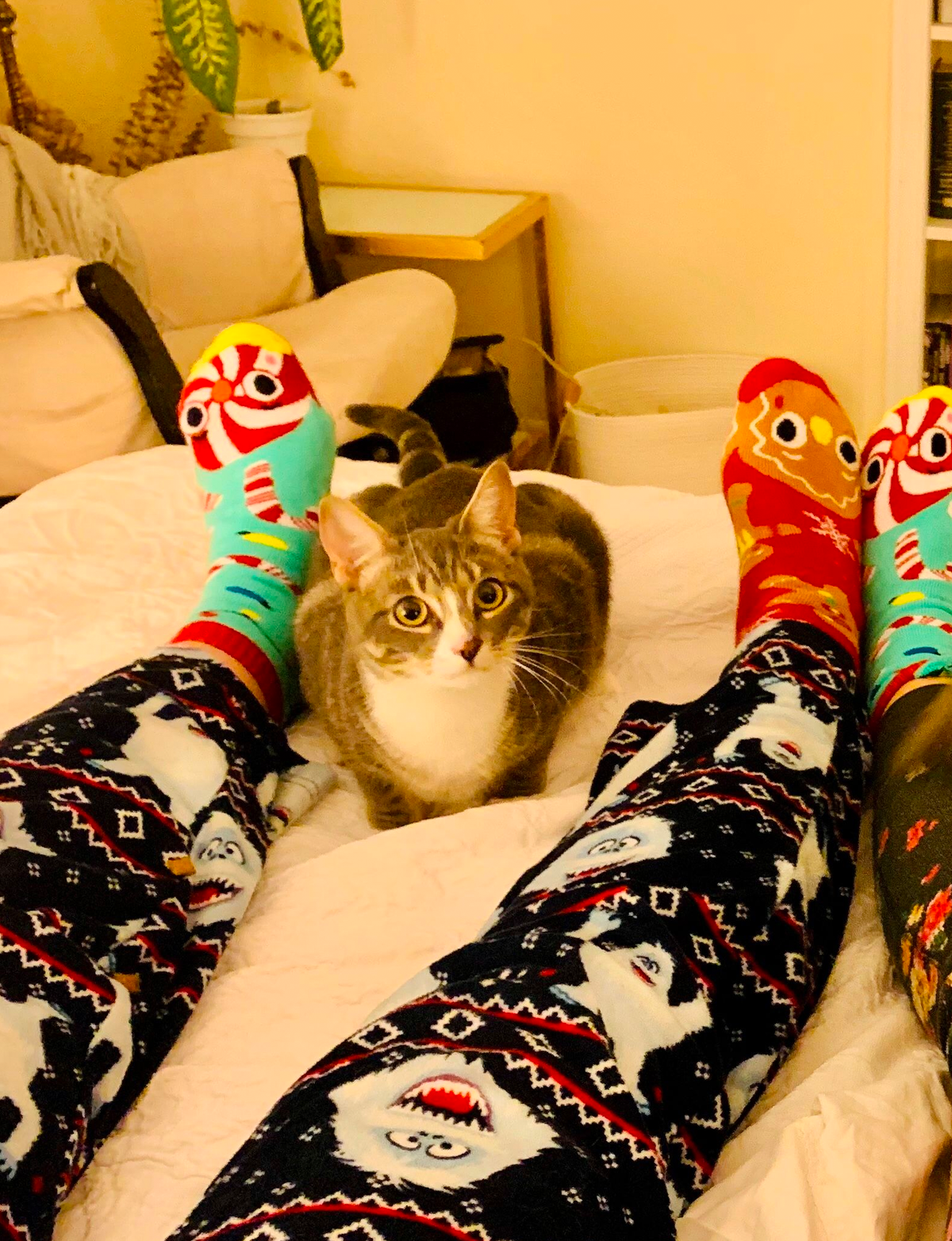 Pals/Christmas Gingerbread & Candy Cane - Fun Socks for Adults