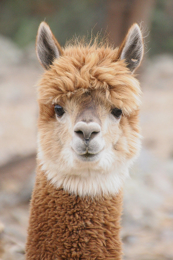 picture of an alpaca